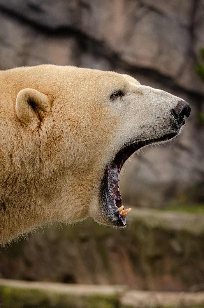 Eisbär Zähne Nahaufnahme 